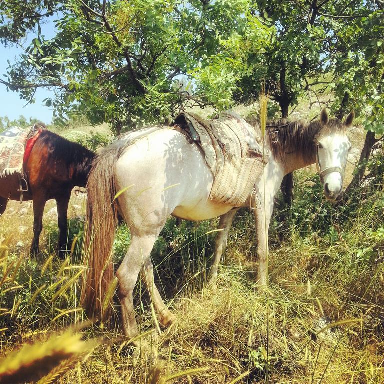 Nisanyan Hotel Selcuk ภายนอก รูปภาพ